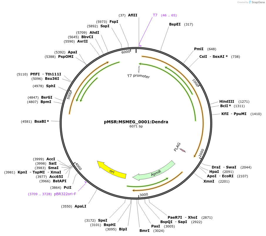 159024-plasmid-map-sequence-id-315617