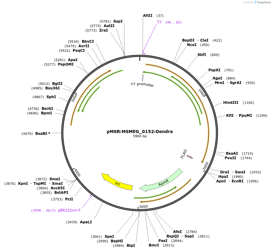 159031-plasmid-map-sequence-id-315618