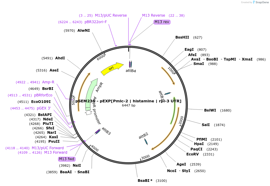 159797-plasmid-map-sequence-id-315619