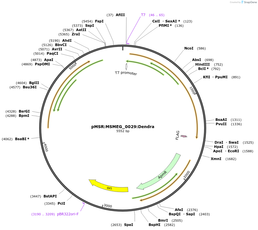 159039-plasmid-map-sequence-id-315620
