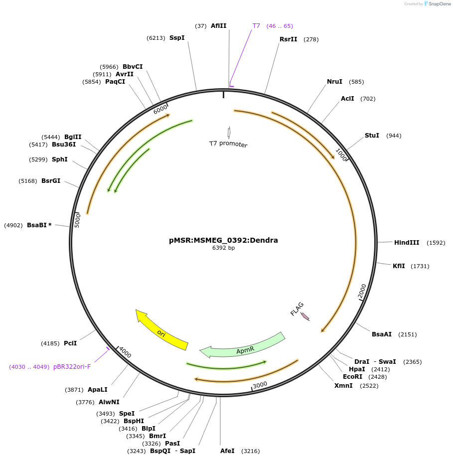 159060-plasmid-map-sequence-id-315622