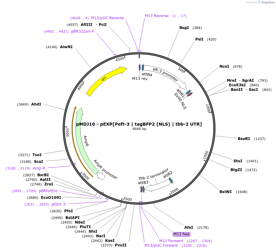 159798-plasmid-map-sequence-id-315624