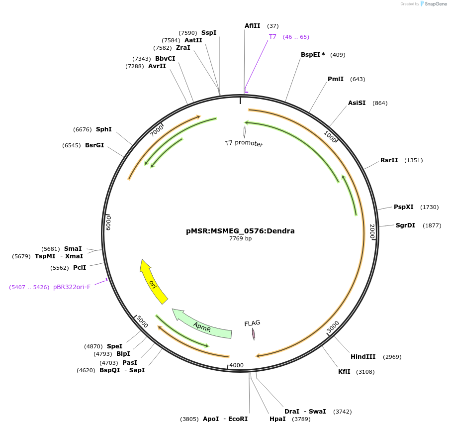 159067-plasmid-map-sequence-id-315653