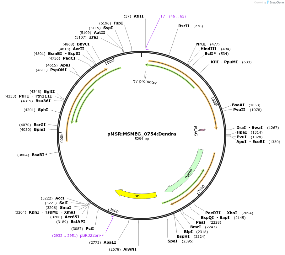 159082-plasmid-map-sequence-id-315661