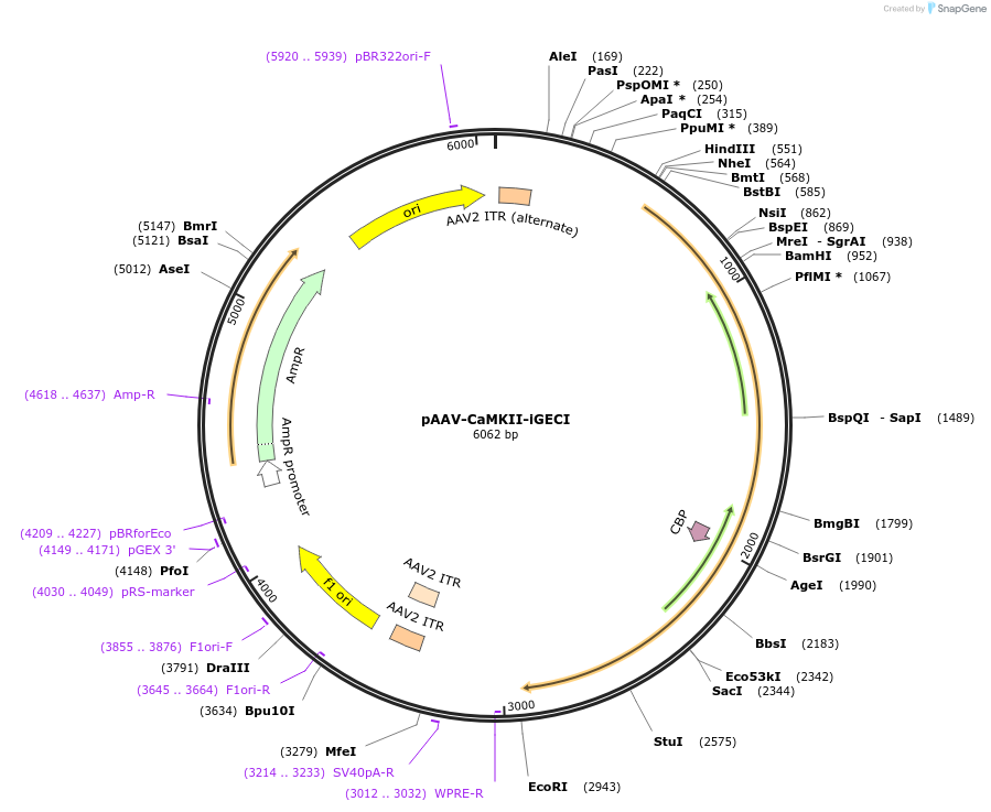 160423-plasmid-map-sequence-id-315666