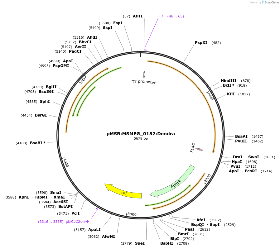 159002-plasmid-map-sequence-id-315669