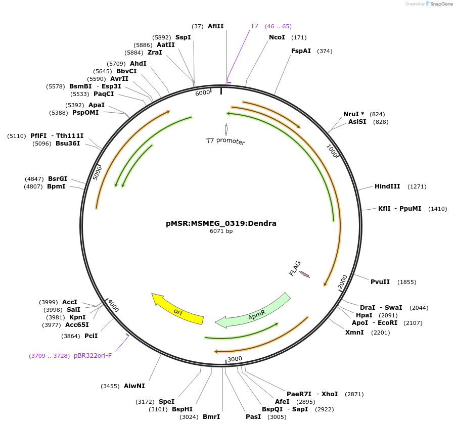 159010-plasmid-map-sequence-id-315671