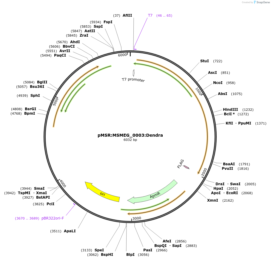 159025-plasmid-map-sequence-id-315687