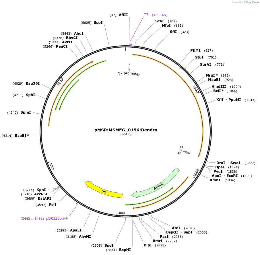 159032-plasmid-map-sequence-id-315689