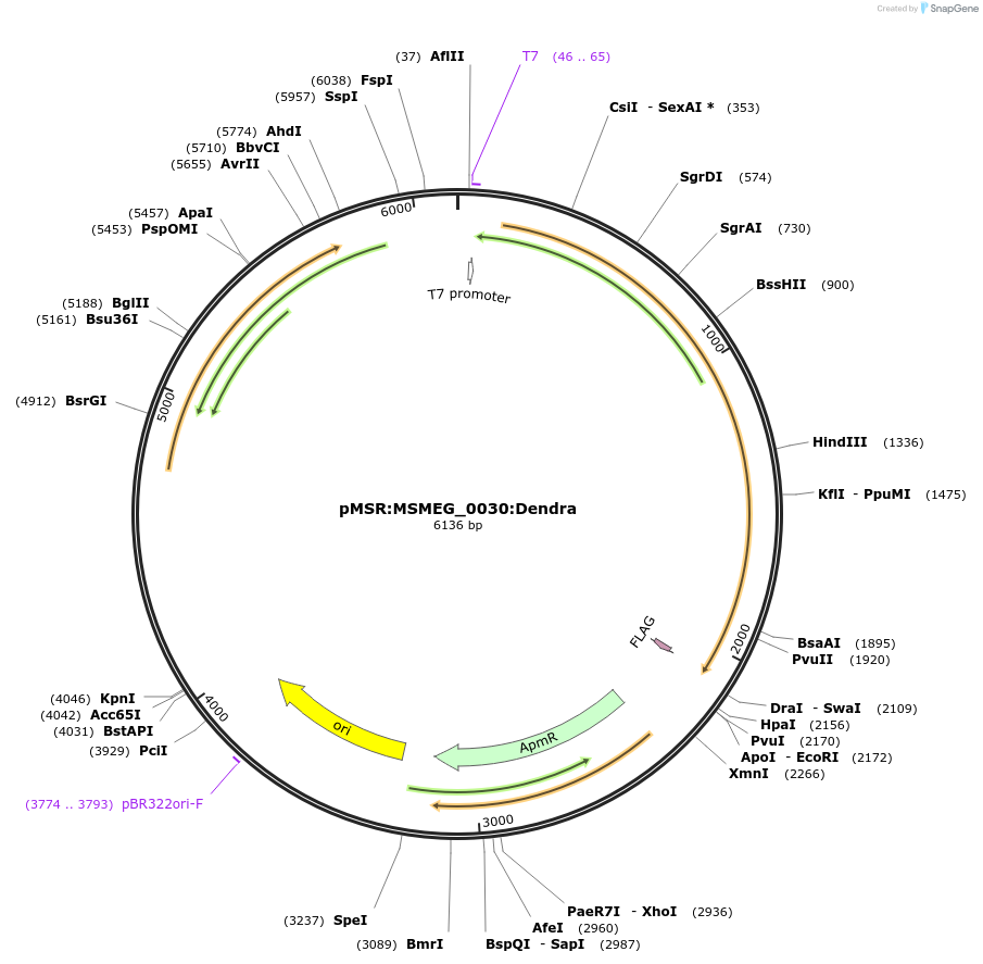 159040-plasmid-map-sequence-id-315692