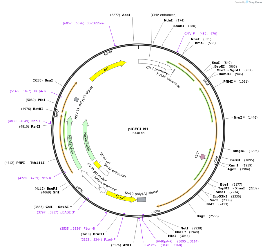 160421-plasmid-map-sequence-id-315693