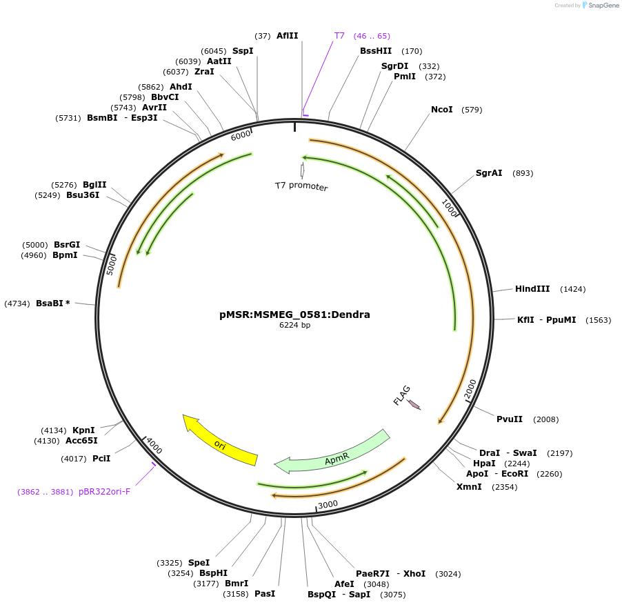 159068-plasmid-map-sequence-id-315733