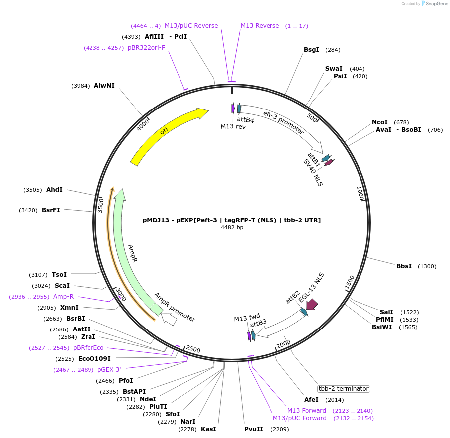 159800-plasmid-map-sequence-id-315742