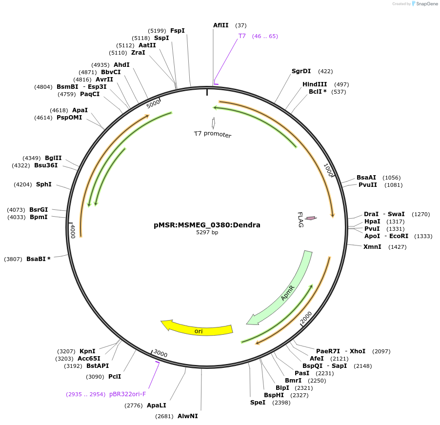 159011-plasmid-map-sequence-id-315744