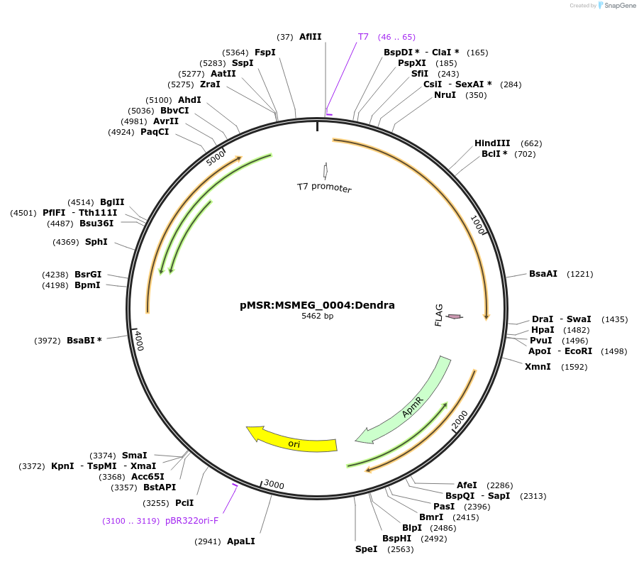 159026-plasmid-map-sequence-id-315746
