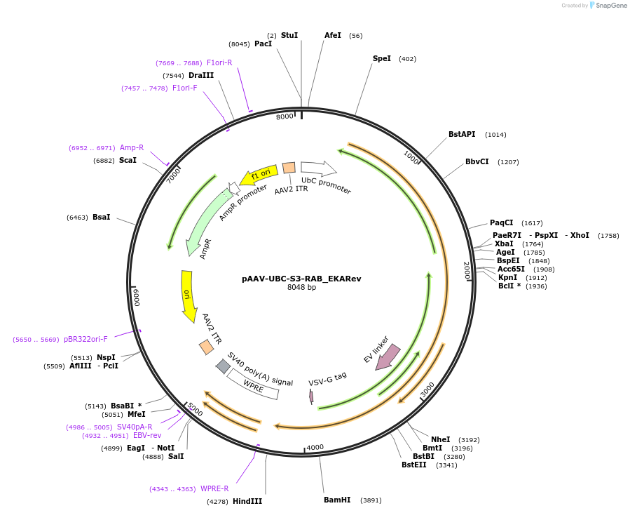 160727-plasmid-map-sequence-id-315764