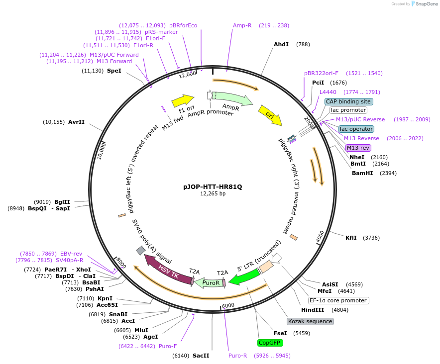92250-plasmid-map-sequence-id-315766