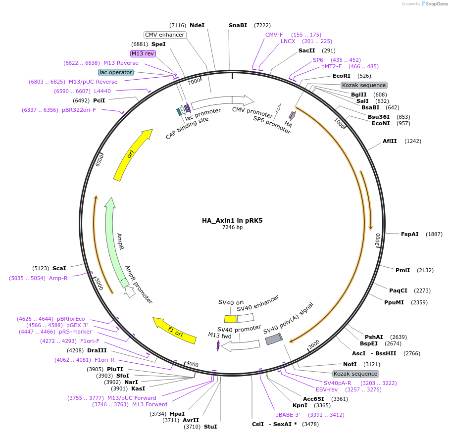 154219-plasmid-map-sequence-id-315801