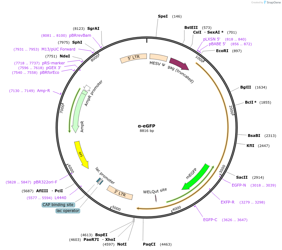 160214-plasmid-map-sequence-id-315900