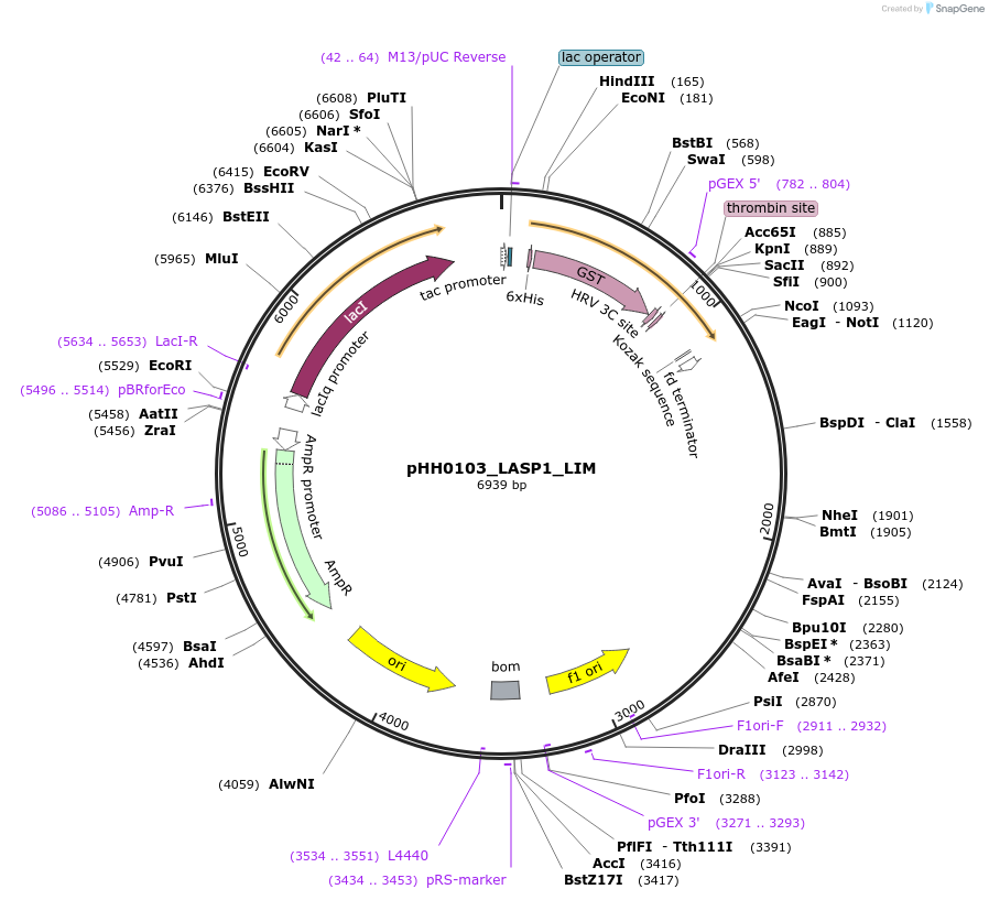 109780-plasmid-map-sequence-id-315905