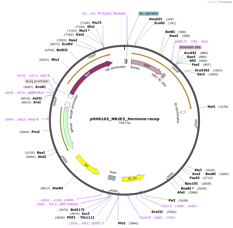 109852-plasmid-map-sequence-id-315906