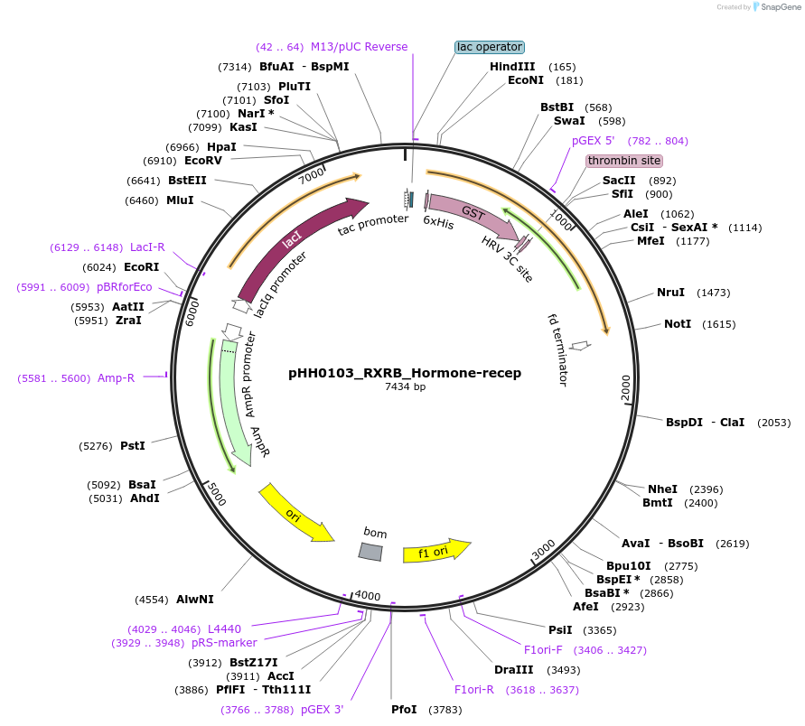 109849-plasmid-map-sequence-id-315909