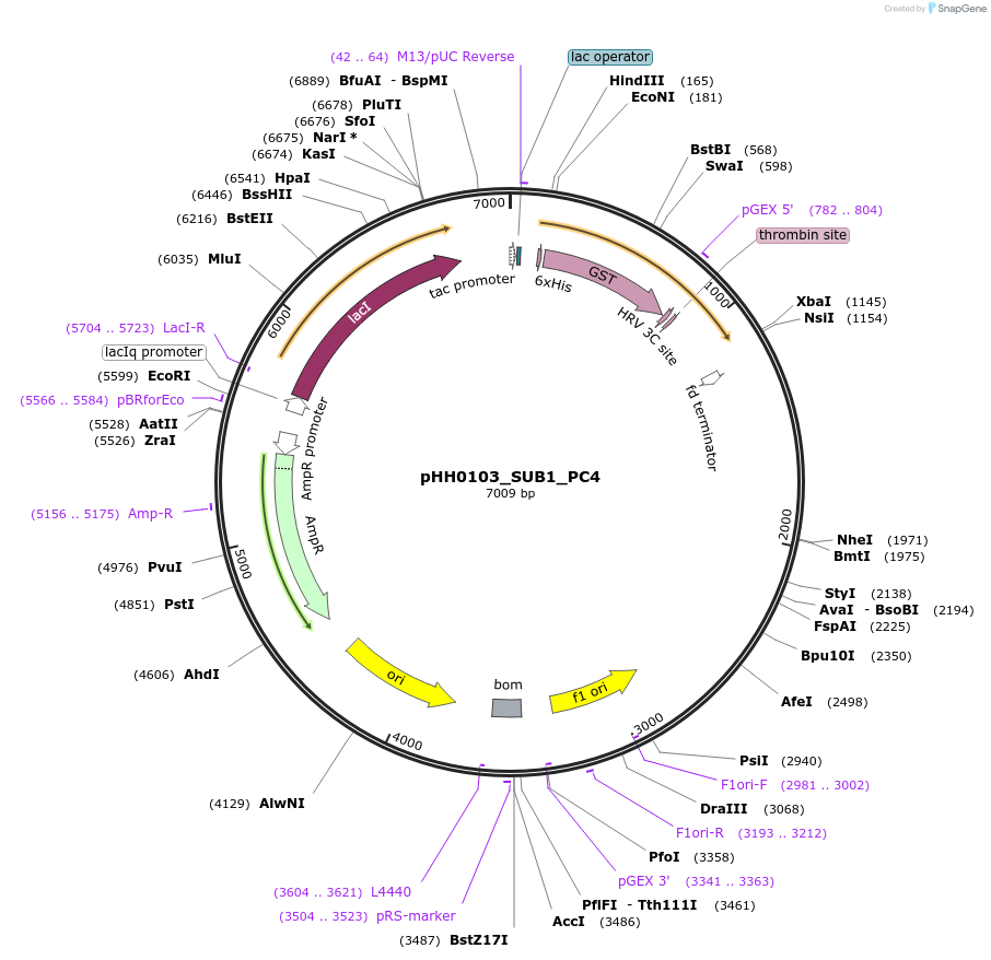 109874-plasmid-map-sequence-id-315910
