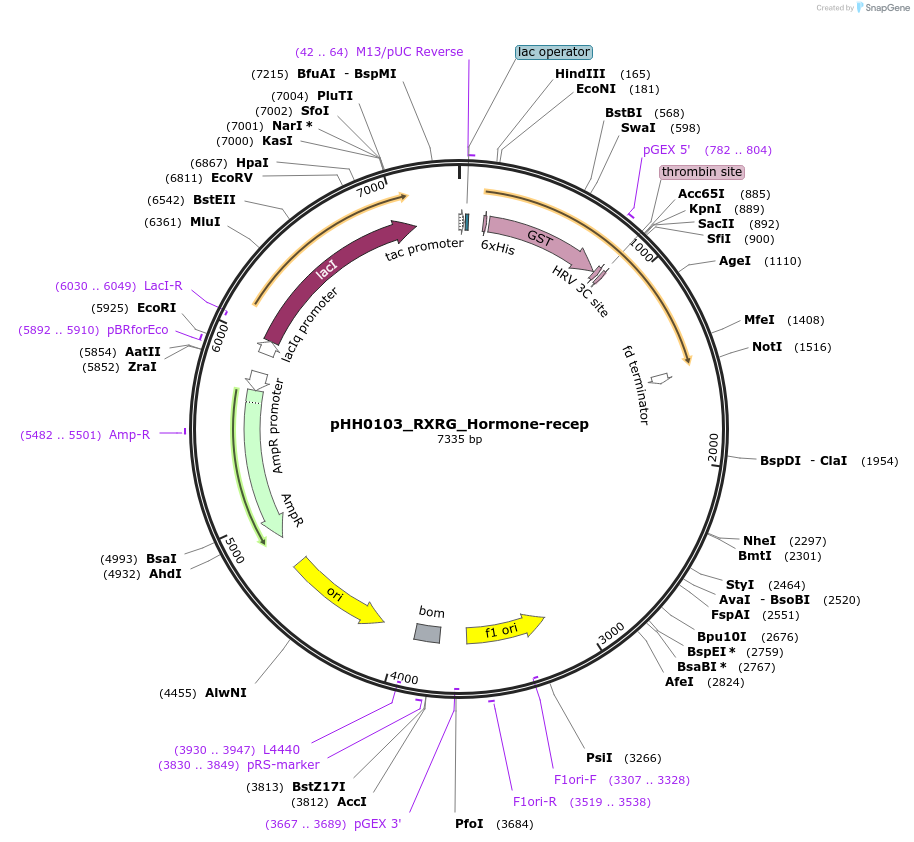 110019-plasmid-map-sequence-id-315911