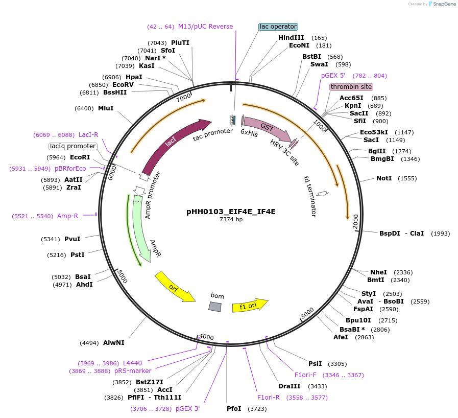 110010-plasmid-map-sequence-id-315912