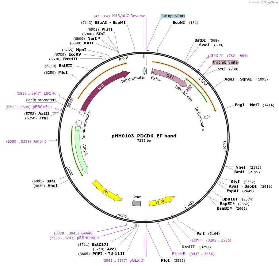 110009-plasmid-map-sequence-id-315913