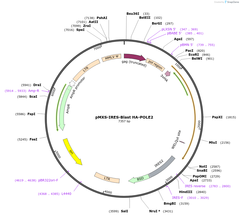 160809-plasmid-map-sequence-id-315915