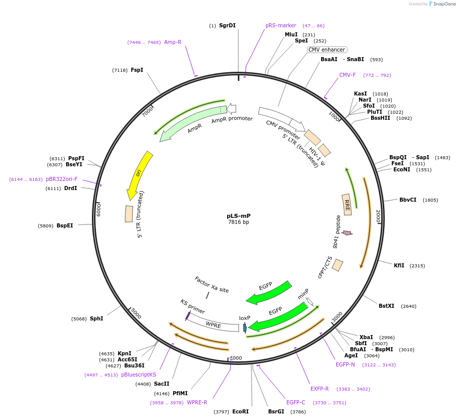 81225-plasmid-map-sequence-id-315921