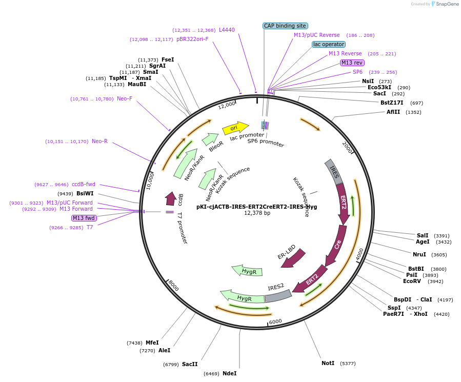 159927-plasmid-map-sequence-id-315969
