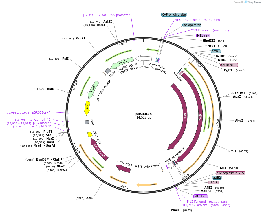 158152-plasmid-map-sequence-id-315971