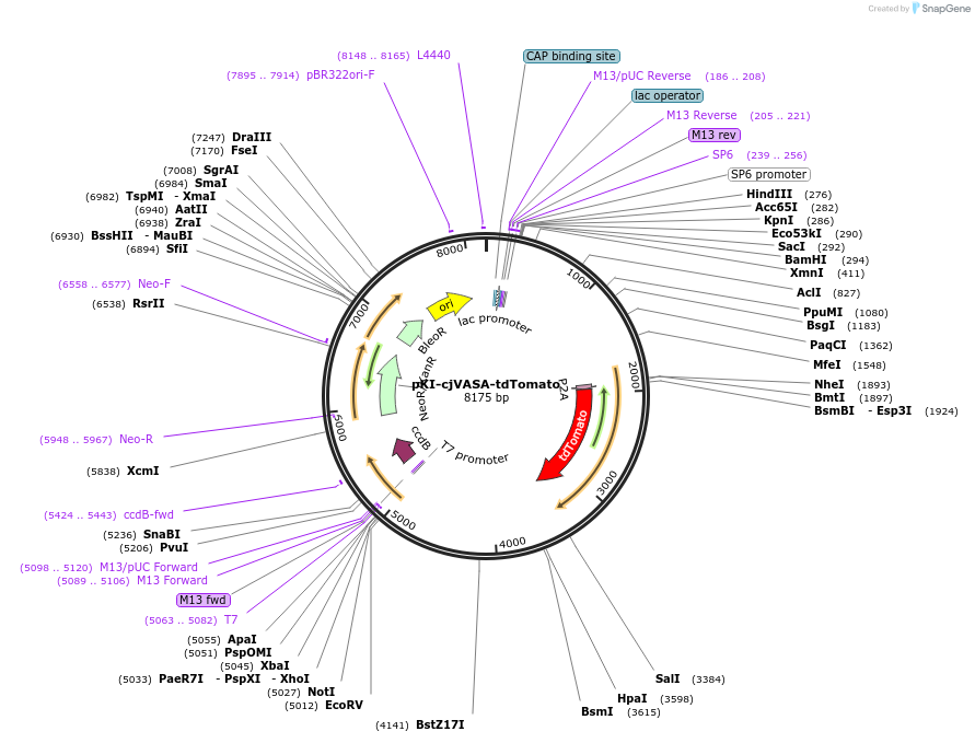 160872-plasmid-map-sequence-id-315975
