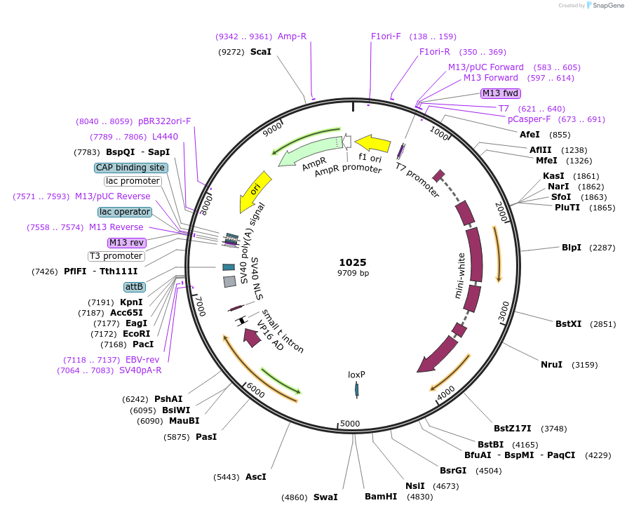 160235-plasmid-map-sequence-id-315976