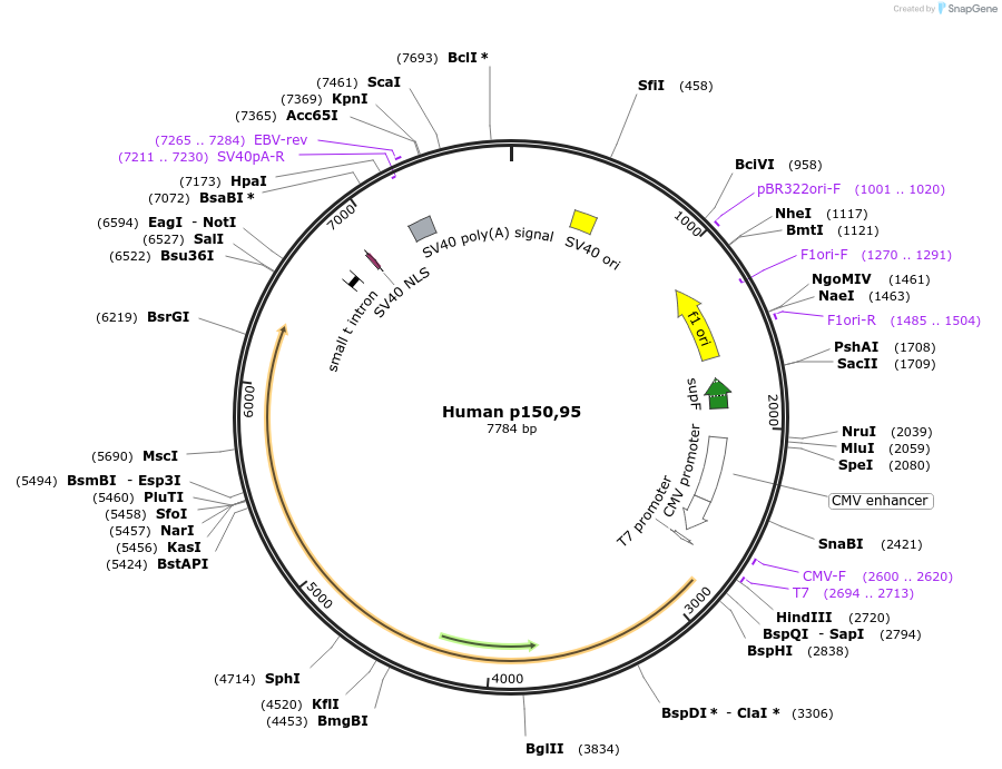 8633-plasmid-map-sequence-id-315983