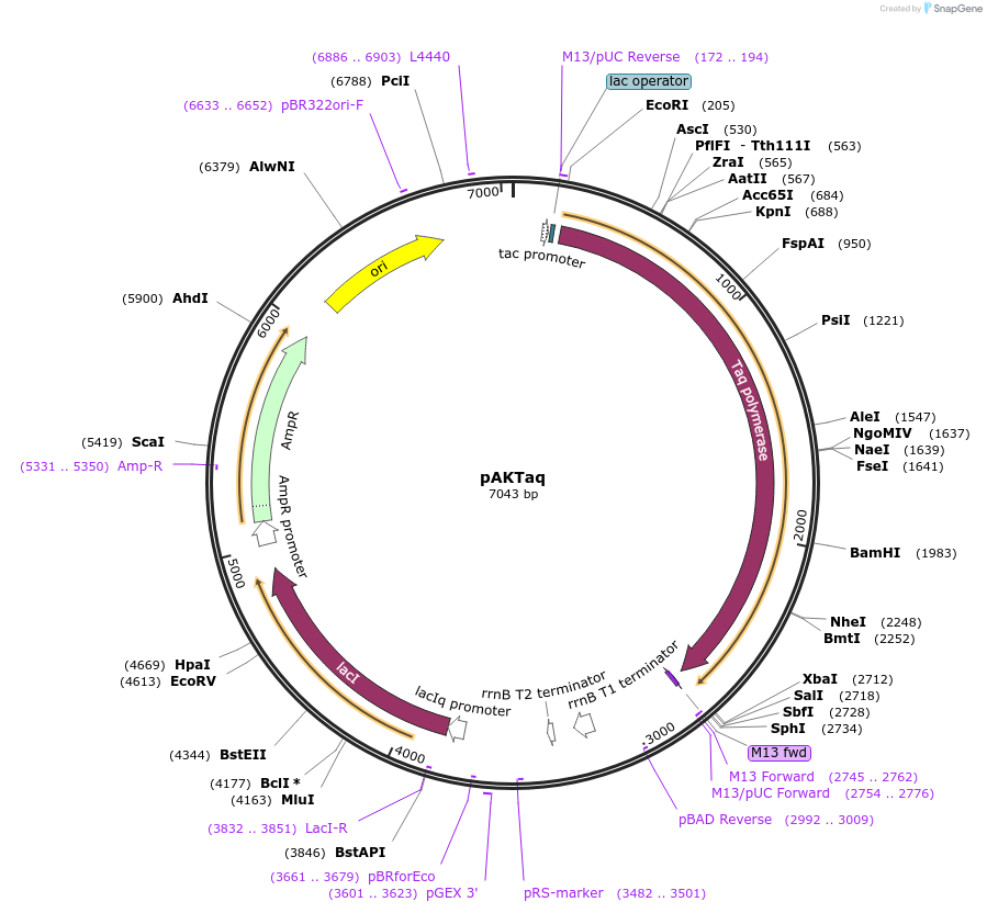 25712-plasmid-map-sequence-id-315991