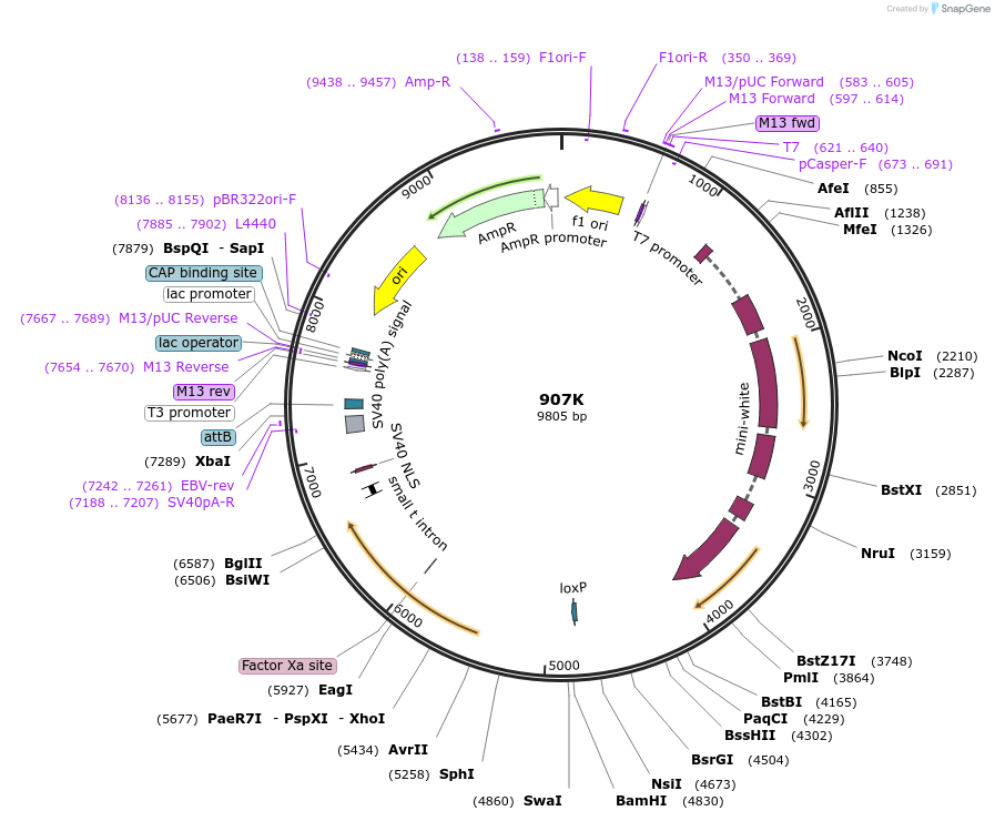 160236-plasmid-map-sequence-id-315996