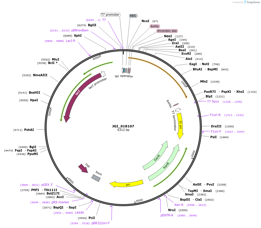 158923-plasmid-map-sequence-id-315998