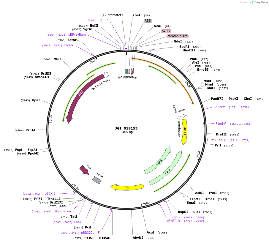 158946-plasmid-map-sequence-id-316004