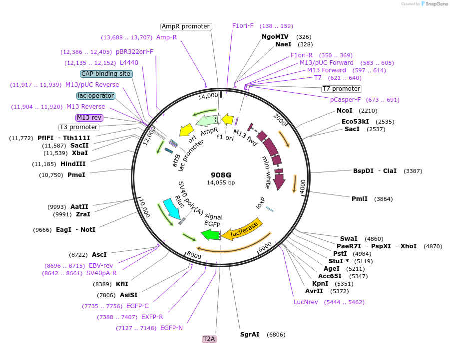 160239-plasmid-map-sequence-id-316011