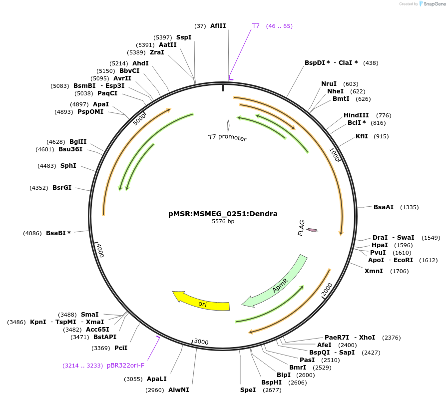 159048-plasmid-map-sequence-id-316075