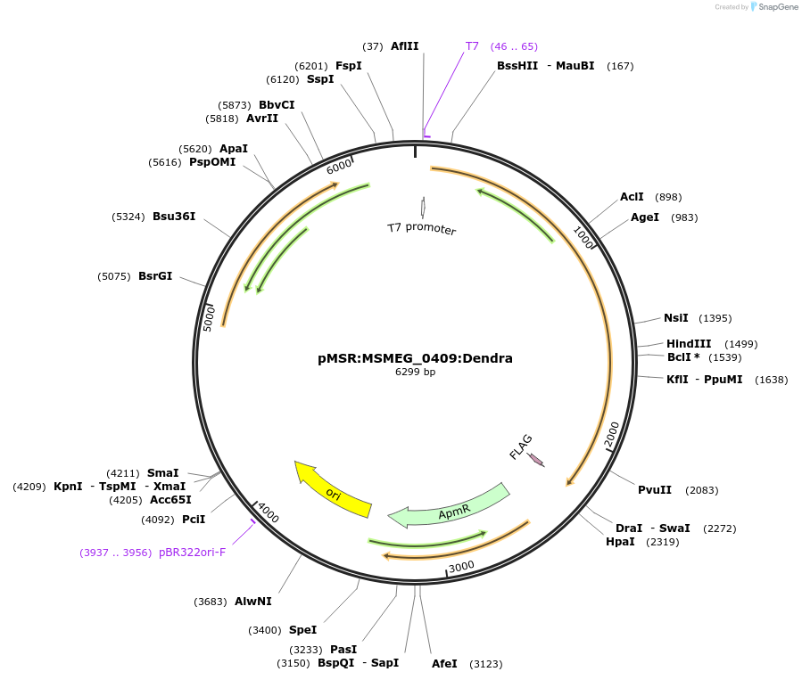 159062-plasmid-map-sequence-id-316077