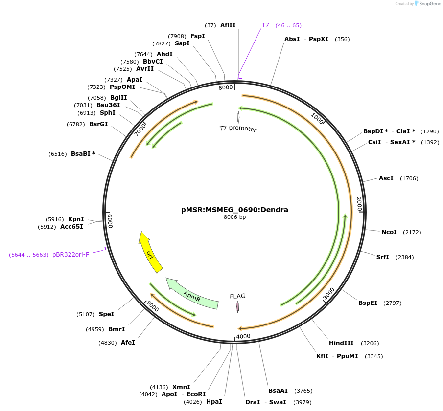 159076-plasmid-map-sequence-id-316078