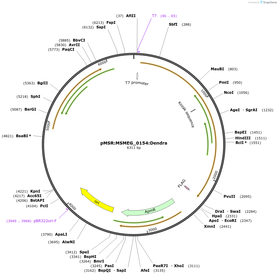 159004-plasmid-map-sequence-id-316080