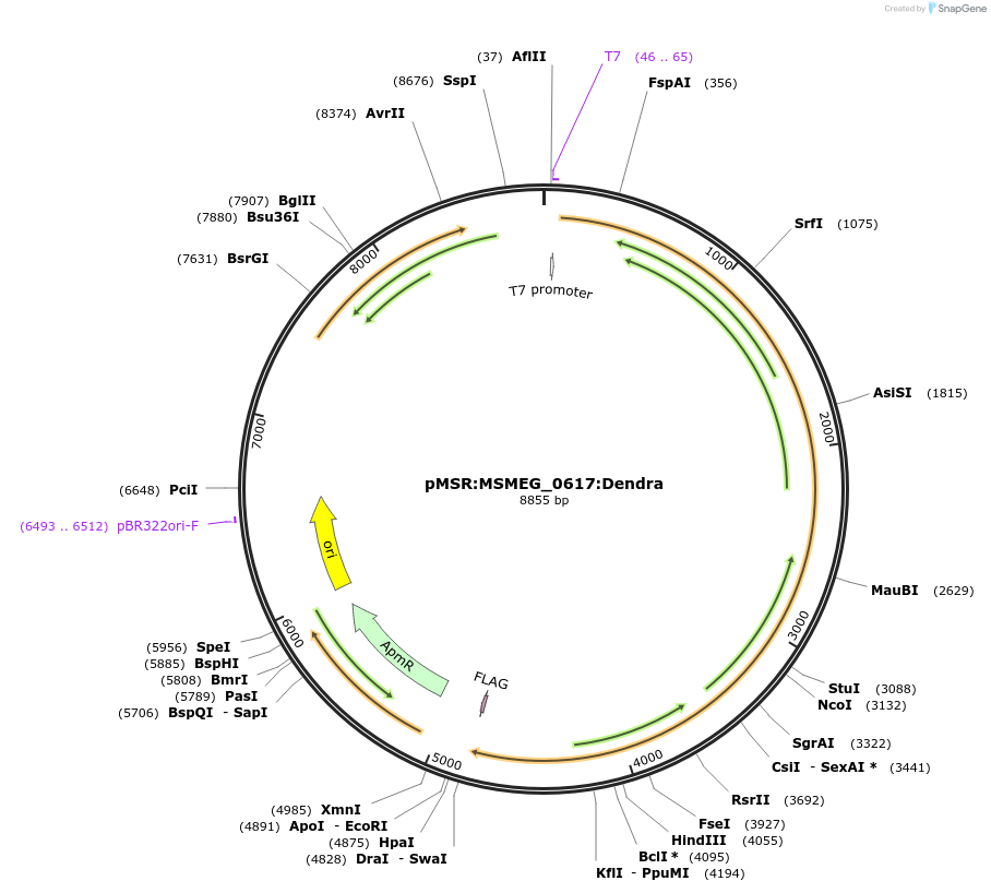 159012-plasmid-map-sequence-id-316081