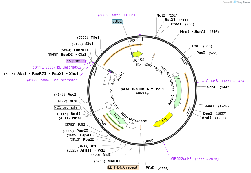 102398-plasmid-map-sequence-id-316082