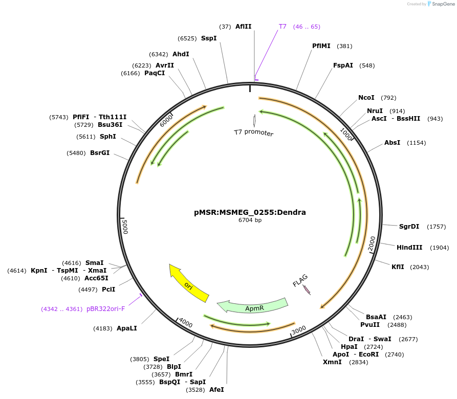 159049-plasmid-map-sequence-id-316086