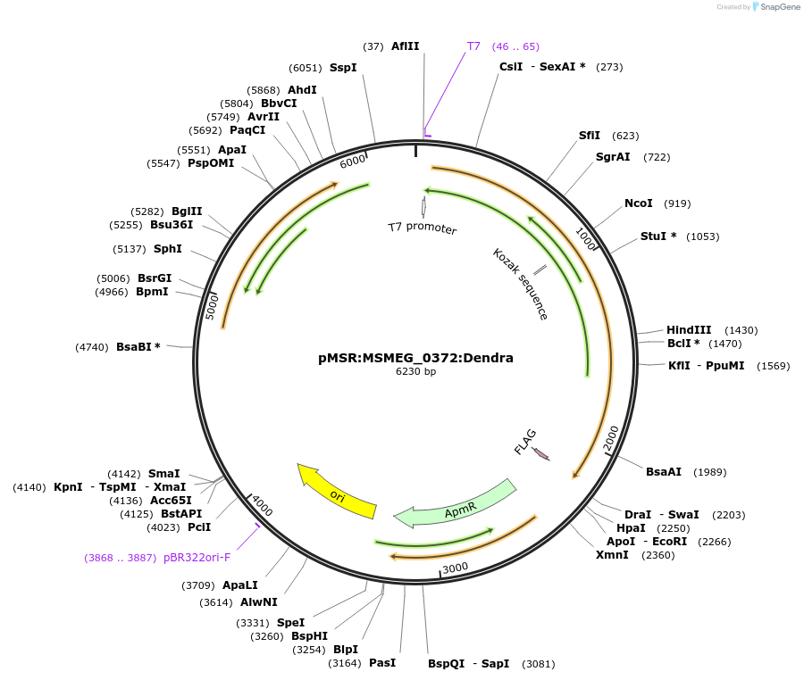 159056-plasmid-map-sequence-id-316089